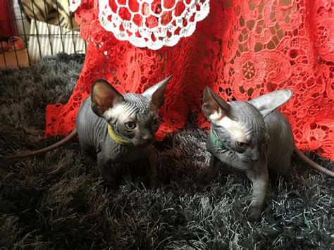 In addition, Cross was frequently seen on MSNBC, on AM Joy with Joy Reid. . Sphynx cat for sale orlando